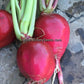 'Crimson Giant' radishes.