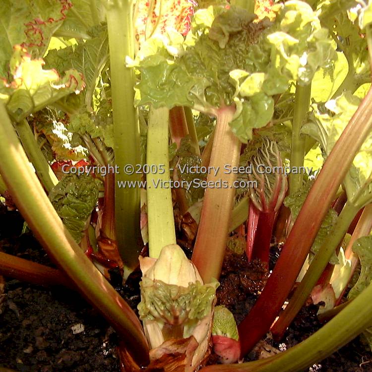 'Victoria' rhubarb stalks.