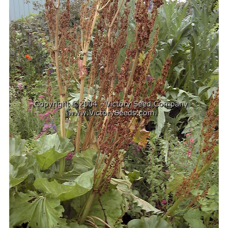 Rhubarb Seeds - Victoria – The Incredible Seed Company Ltd