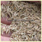 Annual Ryegrass (Italian Ryegrass) - Lolium multiflorum seeds