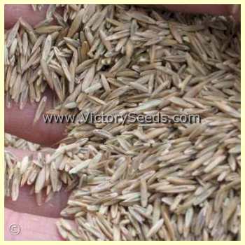 Annual Ryegrass (Italian Ryegrass) - Lolium multiflorum seeds