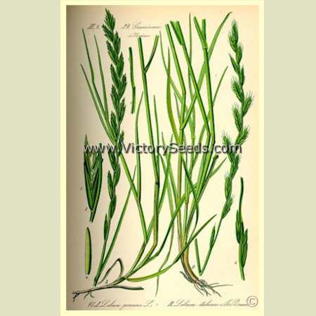 Annual Ryegrass - 19th Century botanical print.