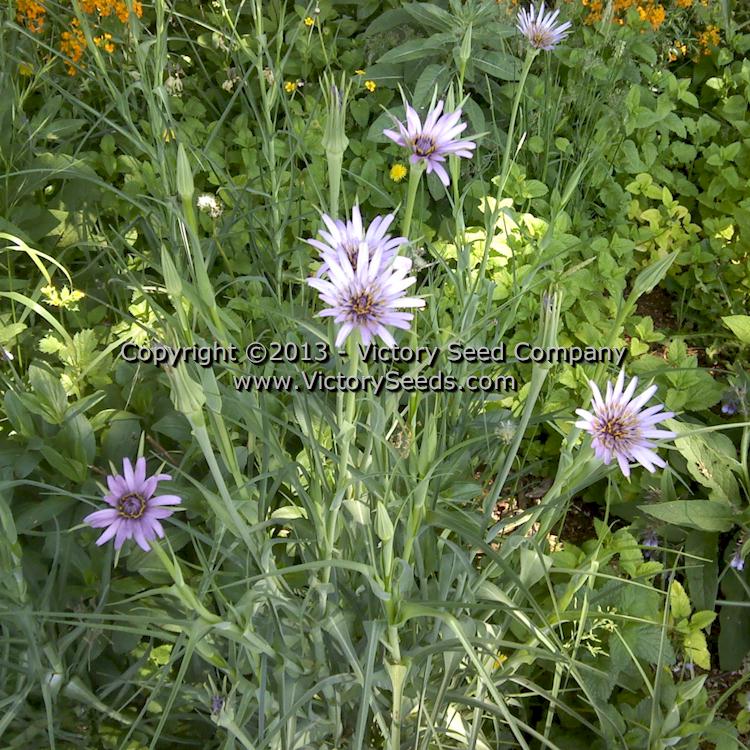 'Mammoth Sandwich Island' salsify flowers are quite ornamental and appropriate in flowerbeds.