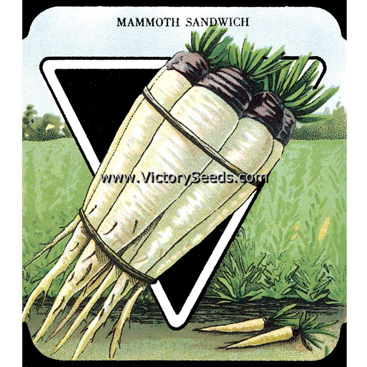 An early 20th century 'Mammoth Sandwich' salsify seed packet lithograph.