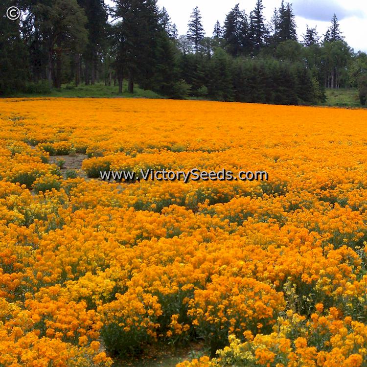 This is what a whole field of them looks like in Oregon in May.
