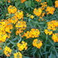Siberian Wallflower plant - Cheiranthus allionii