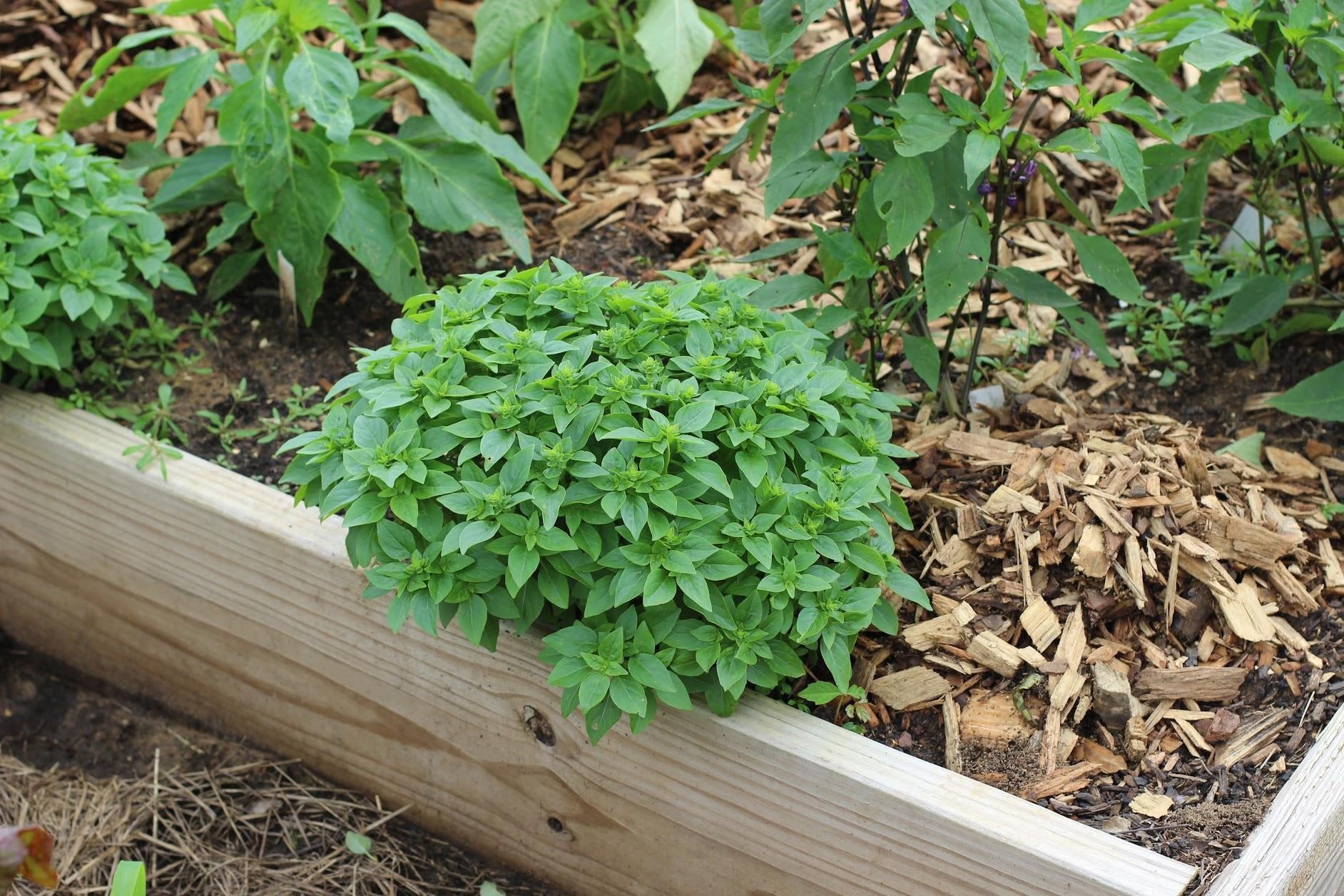 Basil Spicy Globe Boxwood Victory Seed Company