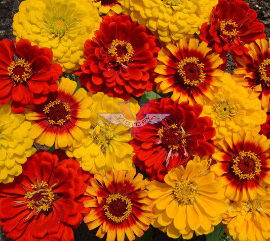 Zinnia, South of the Border Mix