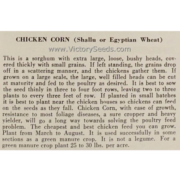 A 'Shallu' sorghum description from a mid-20th century catalog.