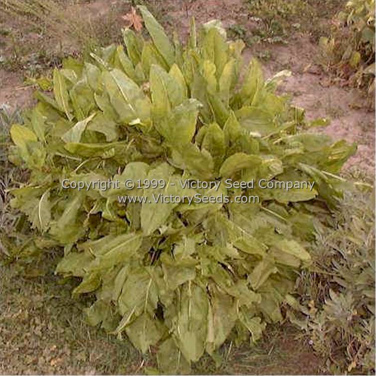 Garden, Common, or English Sorrel (Rumex acetosa) plant.