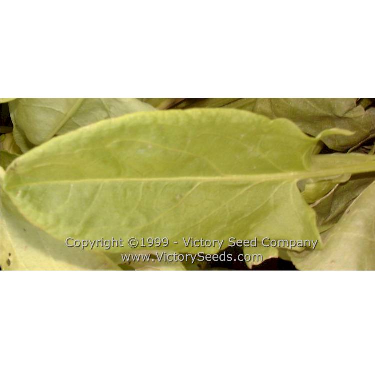 Garden, Common, or English Sorrel (Rumex acetosa) leaf.