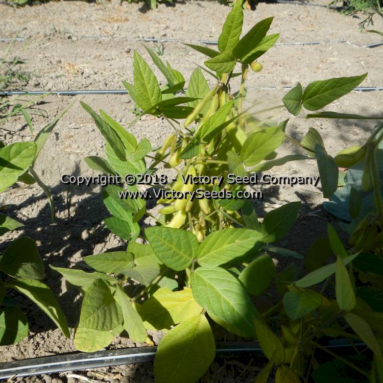 'Agate' soybean plant.