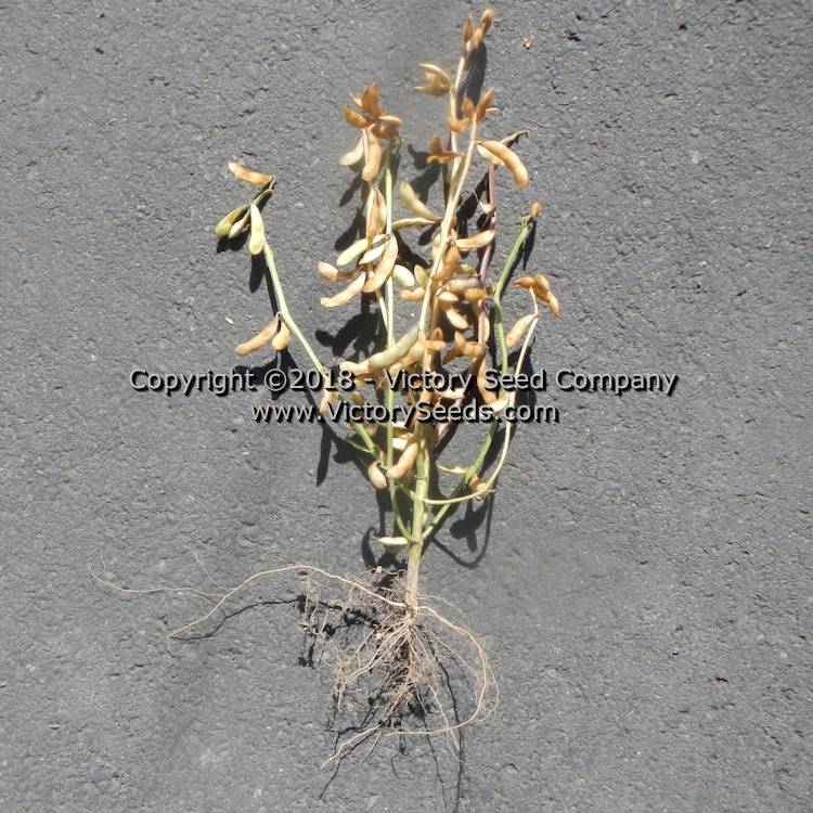 A mature and dry 'Agate' soybean plant.
