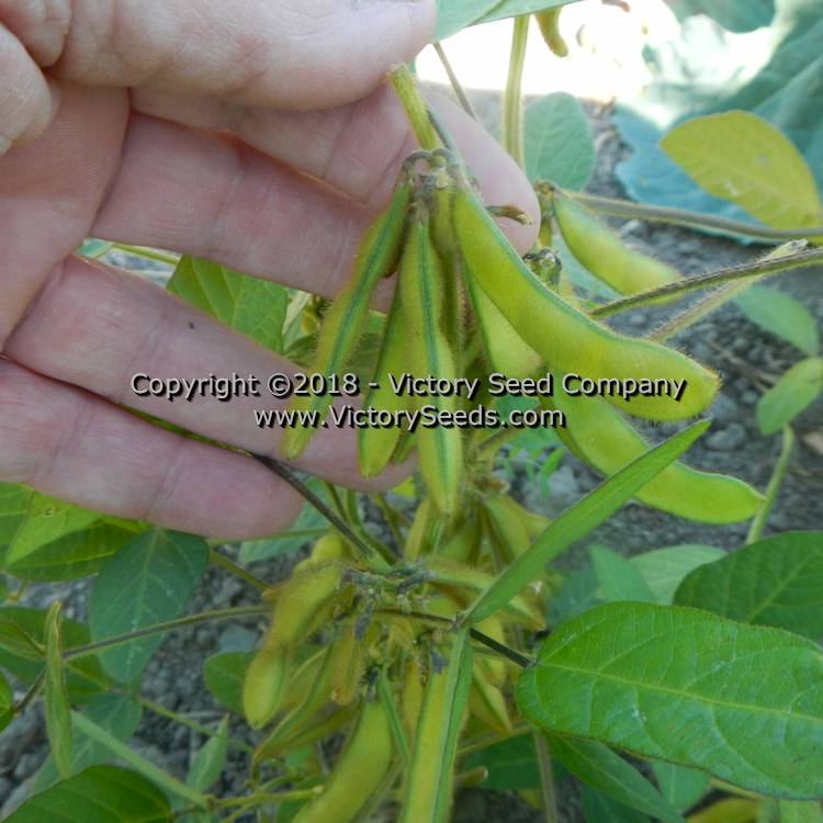 'Agate' soybean pods.