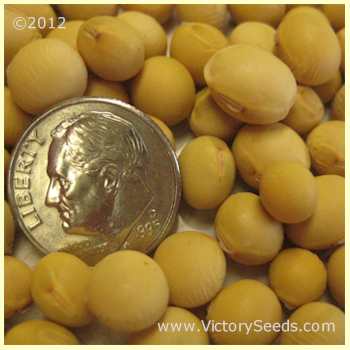 'Amsoy' soybean seeds