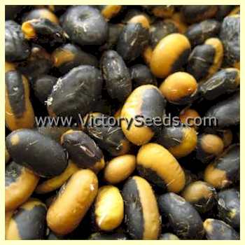 'An Dunscaja' soybean seeds.