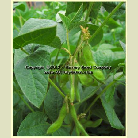 'An Dunscaja' soybean pods.