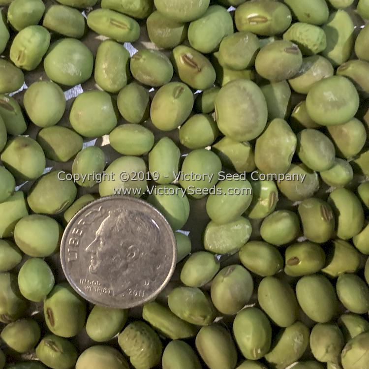 An Tu Bai chang lu dou soybean seeds.