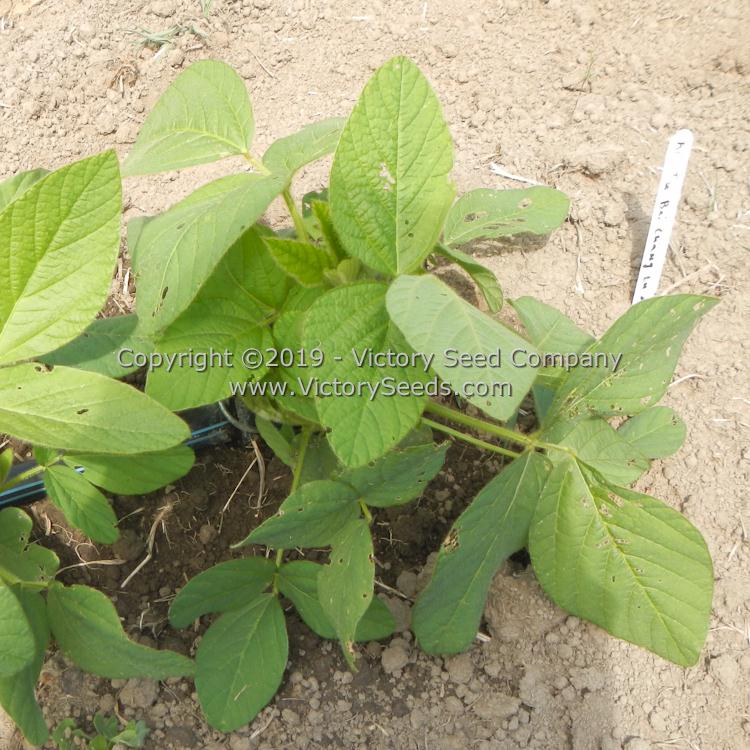An immature An Tu Bai chang lu dou soybean plant.