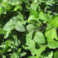 An Tu Bai chang lu dou soybean plants.