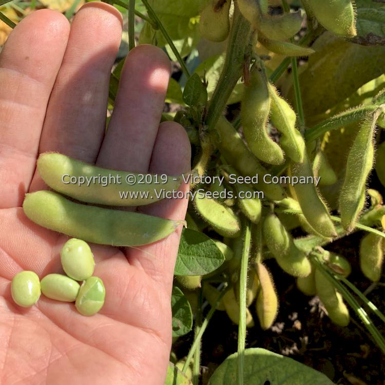 'Aoyu' edamame soybeans and pods.