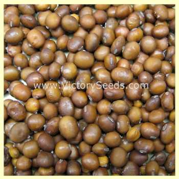 'Brun Matif' soybean seeds