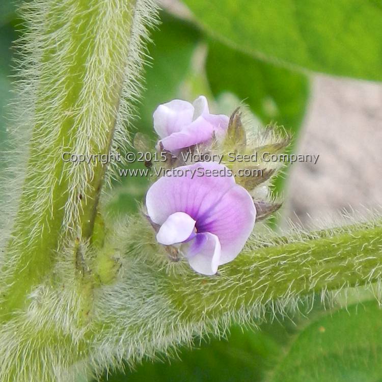'Beer Friend' soybean flowers.