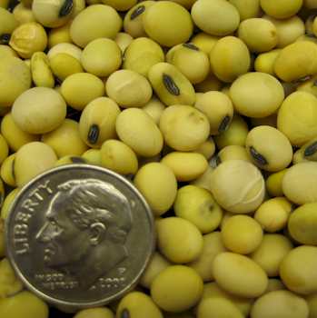 'Belakaya' soybean seeds.