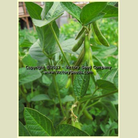 'Belakaya' soybean plant.