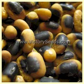 'Black Eyebrow' soybean seeds.