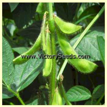 'Black Eyebrow' soybean pods.