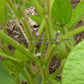 'Black Jet' soybean flowers at six weeks.