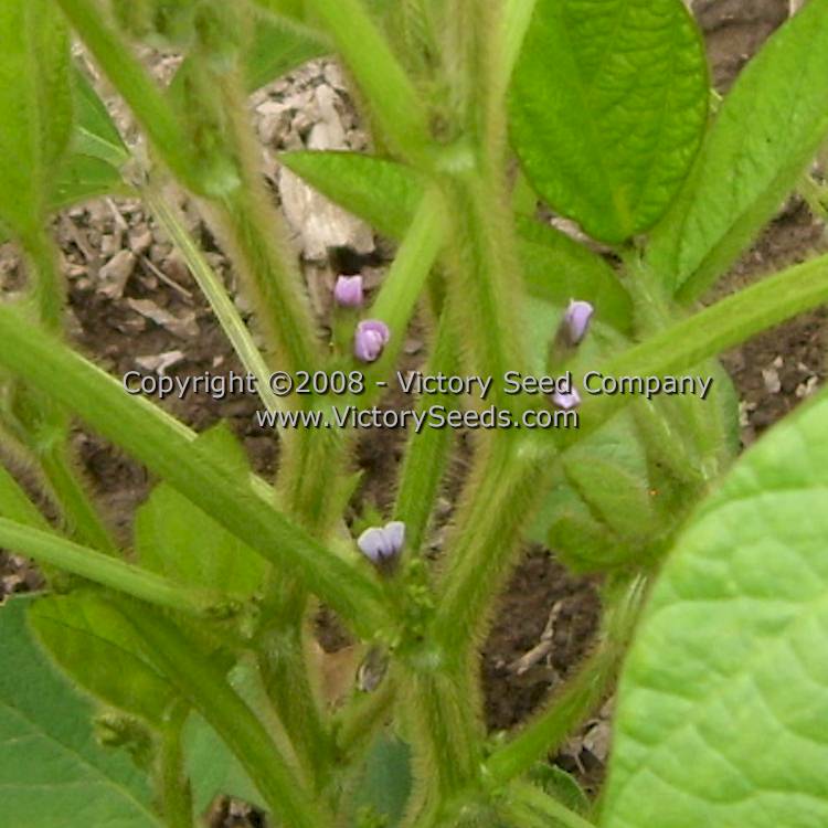 'Black Jet' soybean flowers at six weeks.