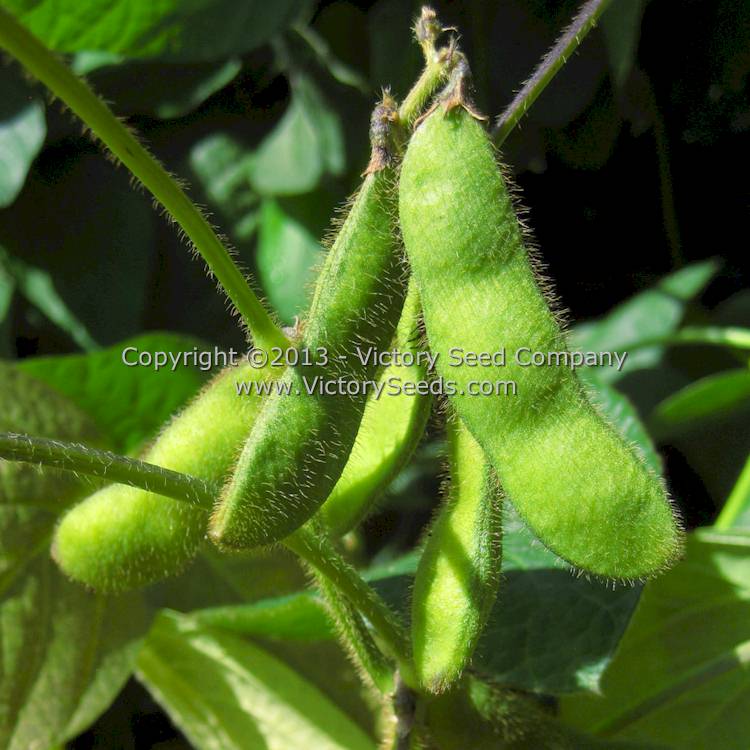 'Black Jet' soybean pods at the edamame stage.