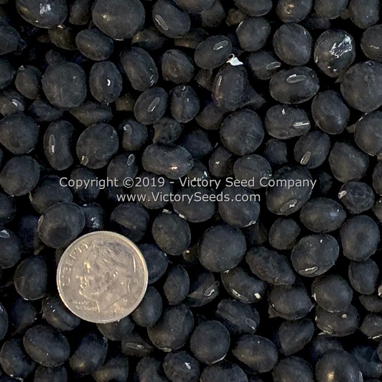 'Black Pearl' soybean seeds.
