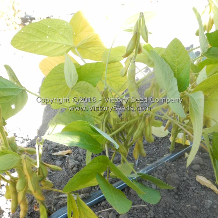 Maturing 'Black Pearl' soybean plant.