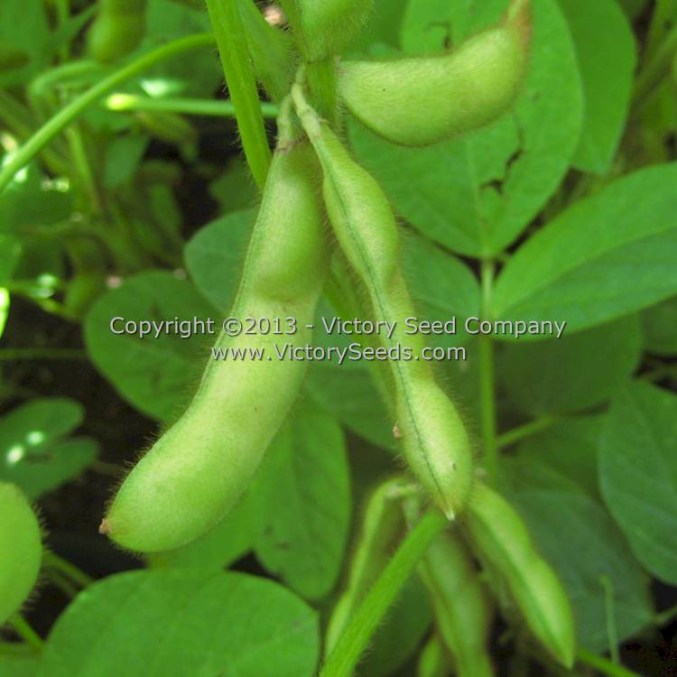 'Black Pearl' soybean pods.