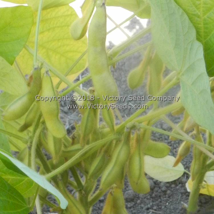 'Black Pearl' soybean pods.