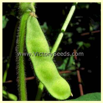 'Blackeye' soybean pod