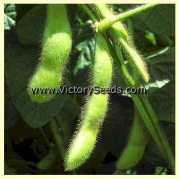 'Blackeye' soybean pods
