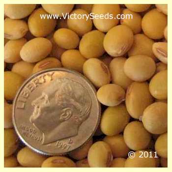 'Chico' soybean seeds.