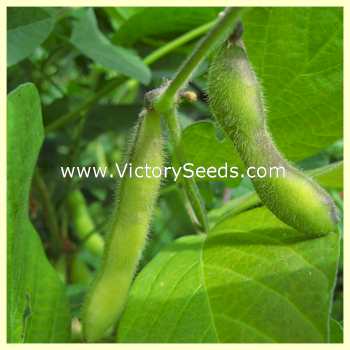 'Crest' soybean pods