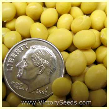 'Crest' soybean seeds
