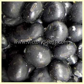'Dieckman Black' soybean seeds