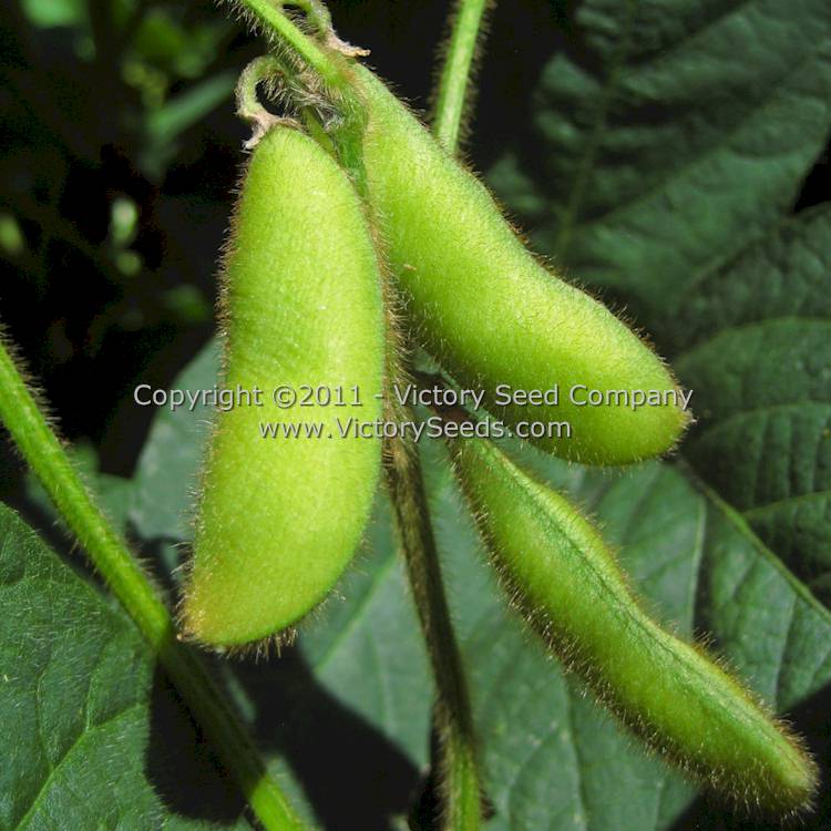 'Envy' soybean pods.