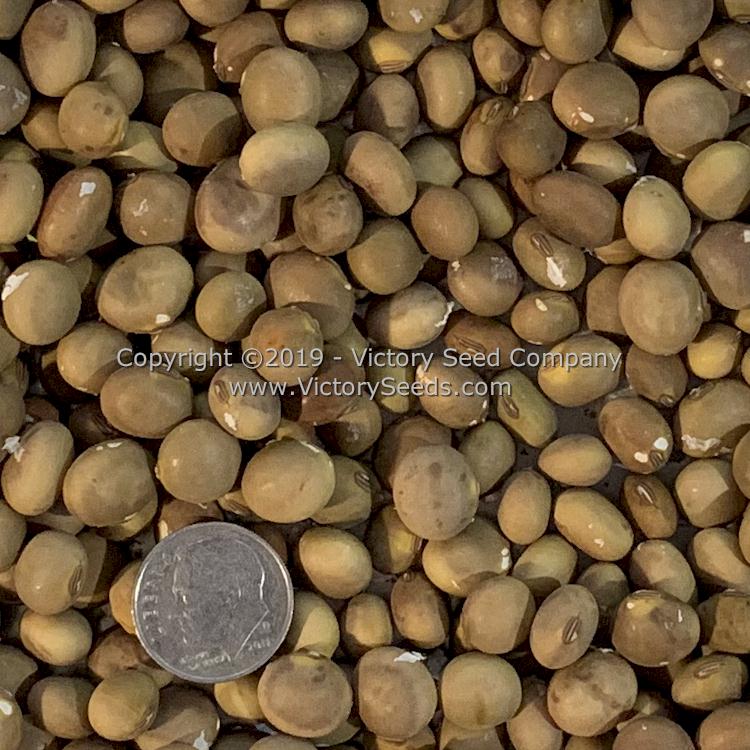 'Fledderjohn' soybeans.