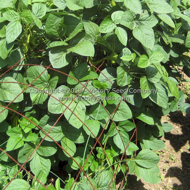 'Fledderjohn' soybean plants.
