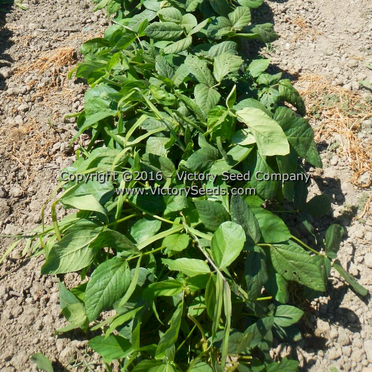 'Geant Vert' soybean plants.