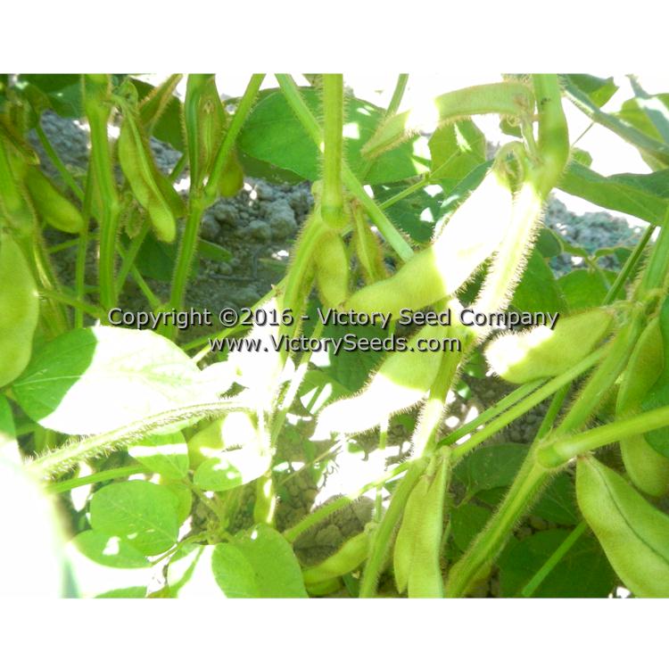 'Geant Vert' soybean pods.