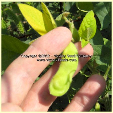 Maturing 'Gion' soybean pods.